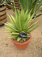 Agave Kerchovei (var Kerchovei) (fam Agavacees) (Mexique) (02) (Photo F. Mrugala)